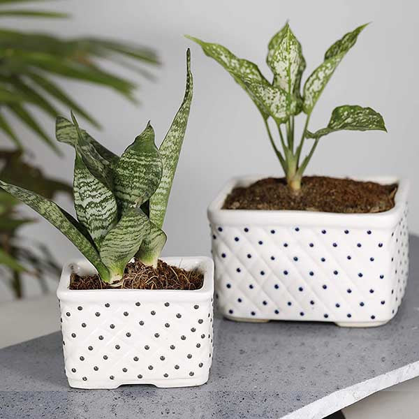 Basket Rectangle Pot / Bonsai Tray- Set of 2(Without Plant) – Truly Earthy