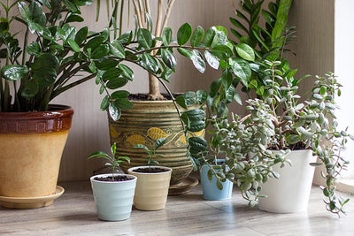 Accessorize Your Home With Indoor Planters