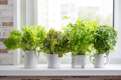 Indoor Herbs Garden: Growing Herbs by Your Windows