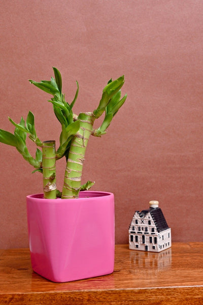 alt="pink indoor ceramic planter"