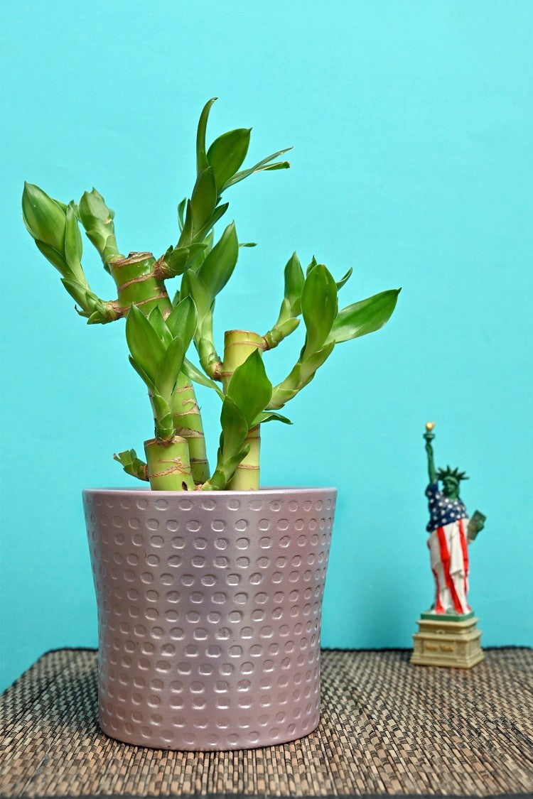 alt="purple indoor ceramic planter"