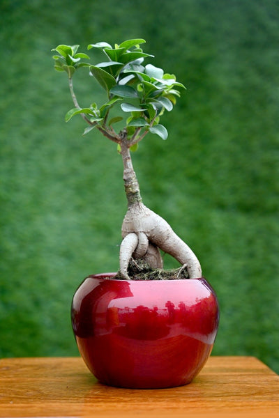 Solid Colour Metal Planter (without Plant).