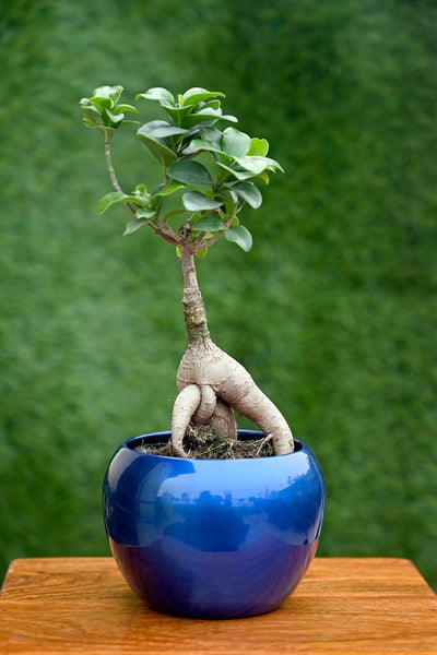 Solid Colour Metal Planter (without Plant).