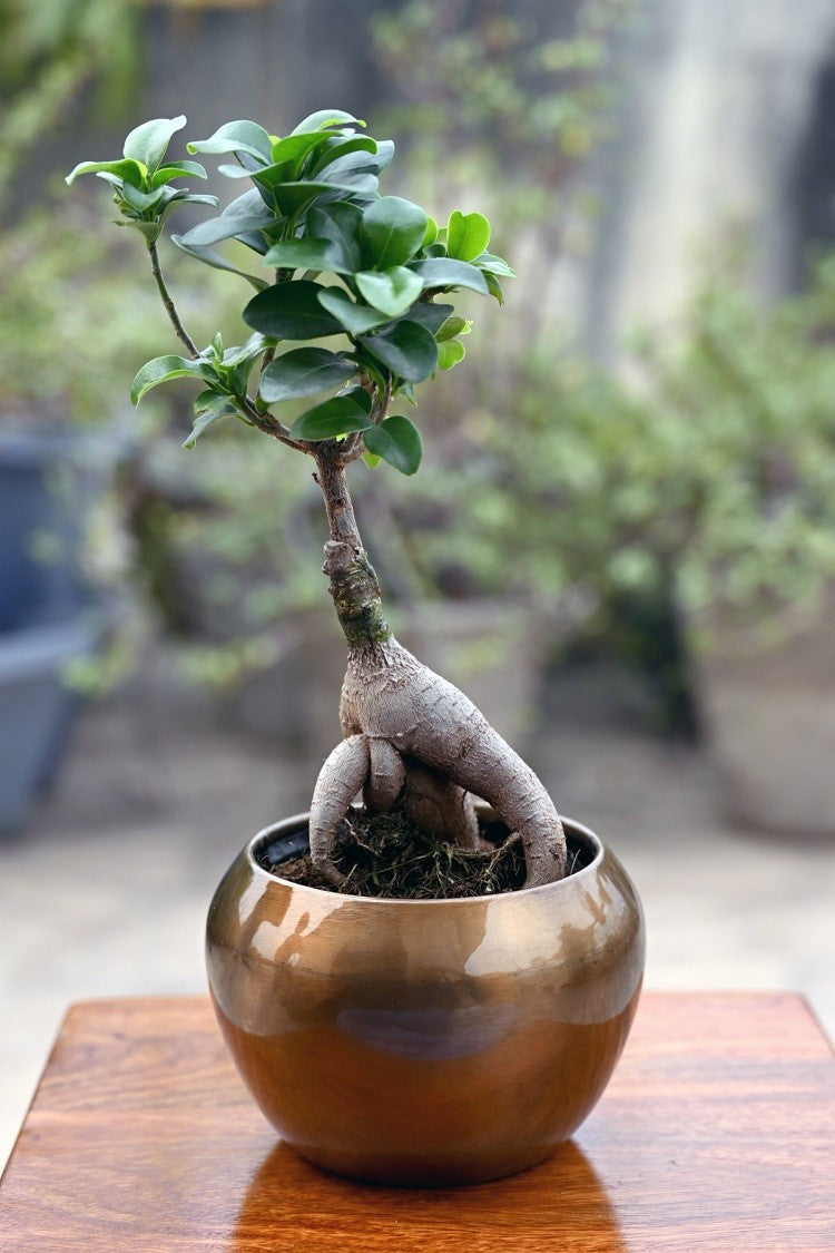 Solid Colour Metal Planter (without Plant).