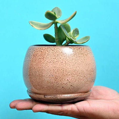 Dotted Ceramic Planter (without Plant).