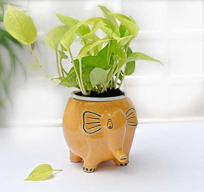 Appu The Elephant Ceramic Planter (Without Plant)